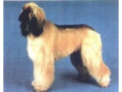 Afghanhound