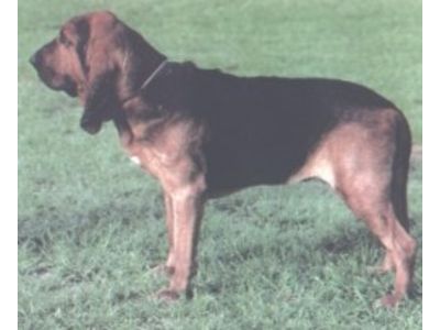 Bloodhound