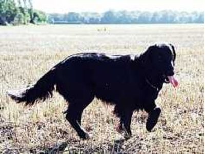 Flatcoated Retriver