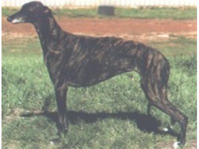 Greyhound