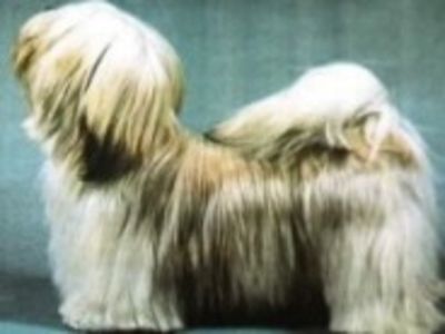 Lhasa Apso