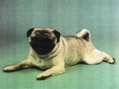 Pug