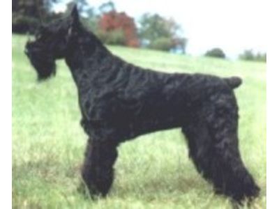 Schnauzer Gigante