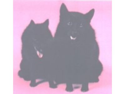 Schipperke