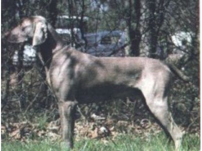 Weimaraner