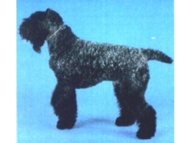 Raças: Kerry Blue Terrier