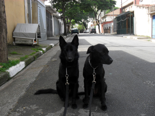 Clientes: Adestramento de Cães em Interlagos