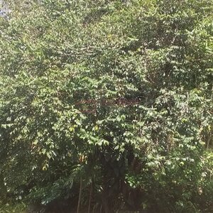 Casa em Chacara Santo Amaro  -  Sao Paulo