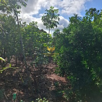 ALUGA TERRENO DE 20.400 m²  FRENTE ROD. ELIEZER MONTENEGRO MAGALHÃES   ARAÇATUBA SP