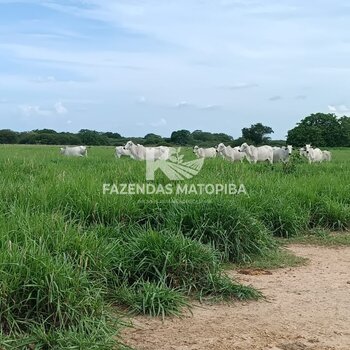 Fazenda 10.000 HA